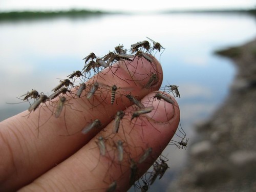Оренбург атакуют комары и мошки